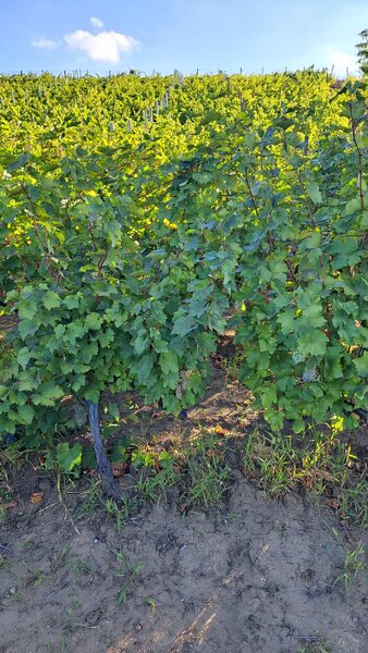 Galati, 1 ha  vita de vie si casa 3 cam, pretabil amenajare turism viticol