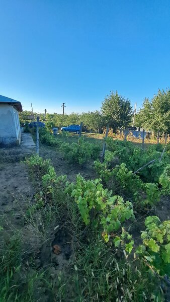 Galati, 1 ha  vita de vie si casa 3 cam, pretabil amenajare turism viticol