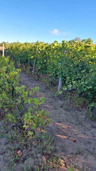 Galati, 1 ha  vita de vie si casa 3 cam, pretabil amenajare turism viticol