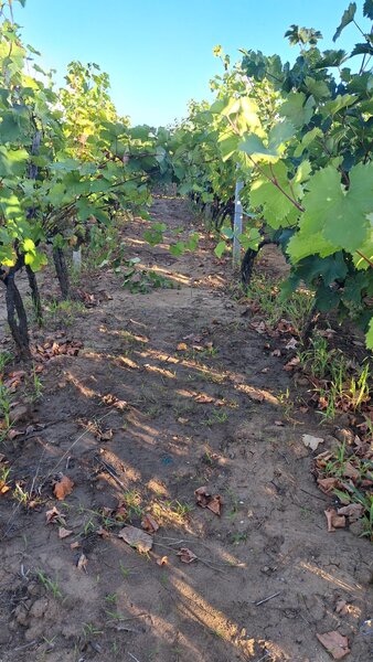 Galati, 1 ha  vita de vie si casa 3 cam, pretabil amenajare turism viticol