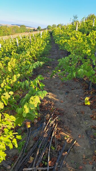 Galati, 1 ha  vita de vie si casa 3 cam, pretabil amenajare turism viticol