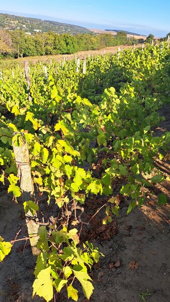 Galati, 1 ha  vita de vie si casa 3 cam, pretabil amenajare turism viticol