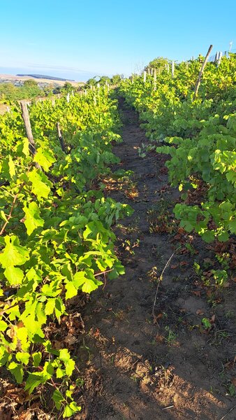 Galati, 1 ha  vita de vie si casa 3 cam, pretabil amenajare turism viticol