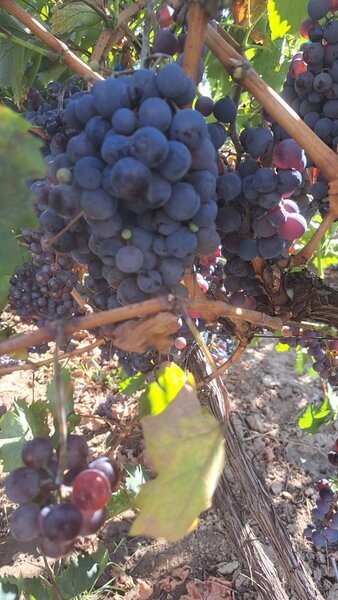 Galati, 1 ha  vita de vie si casa 3 cam, pretabil amenajare turism viticol