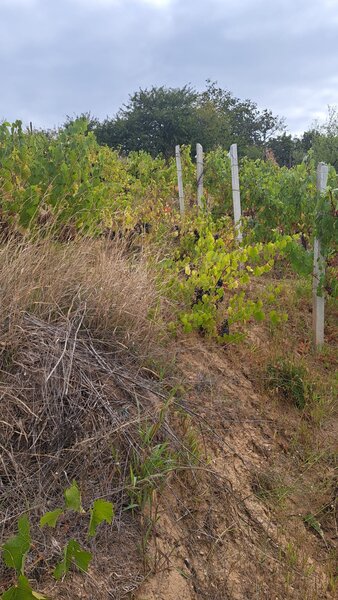 Galati, 1 ha  vita de vie si casa 3 cam, pretabil amenajare turism viticol