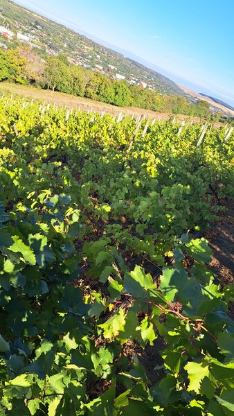 Galati, 1 ha  vita de vie si casa 3 cam, pretabil amenajare turism viticol