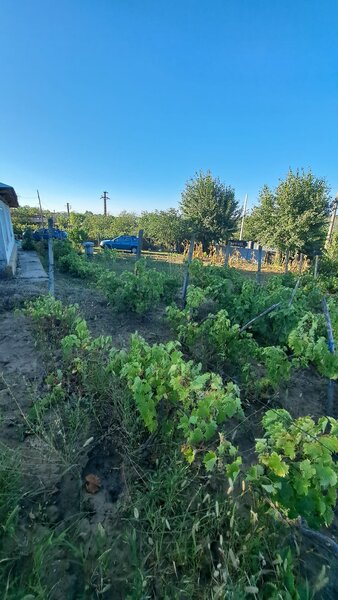 Galati, 1 ha  vita de vie si casa 3 cam, pretabil amenajare turism viticol