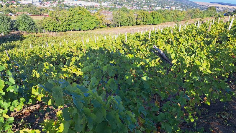 Galati, 1 ha  vita de vie si casa 3 cam, pretabil amenajare turism viticol