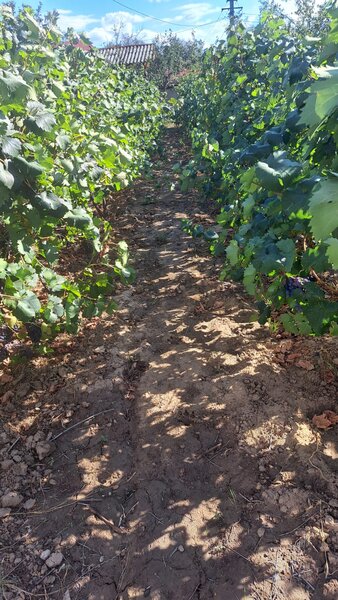 Galati, 1 ha  vita de vie si casa 3 cam, pretabil amenajare turism viticol