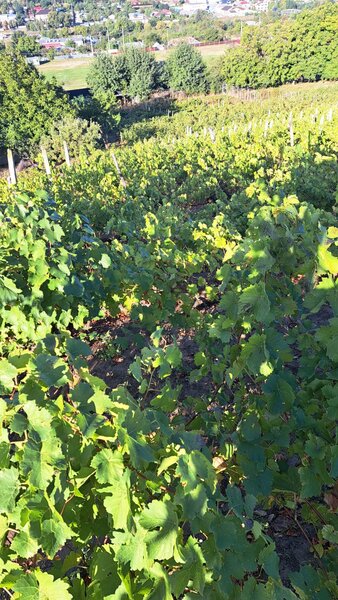 Galati, 1 ha  vita de vie si casa 3 cam, pretabil amenajare turism viticol