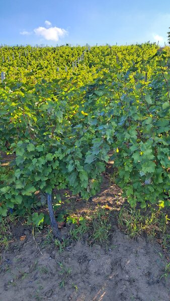 Galati, 1 ha  vita de vie si casa 3 cam, pretabil amenajare turism viticol