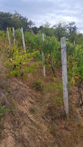 Galati, 1 ha  vita de vie si casa 3 cam, pretabil amenajare turism viticol