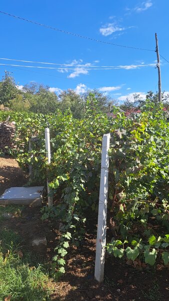 Galati, 1 ha  vita de vie si casa 3 cam, pretabil amenajare turism viticol